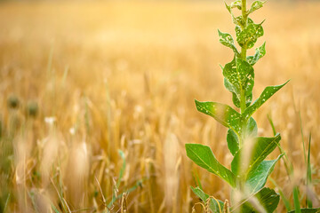 Fototapeta premium A green plant in an yellow field