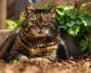 Chubby tabby cat sitting pretty in front of green plants which match her eyes