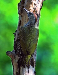 picchio verde