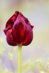 Closeup of a burgundy red tulip