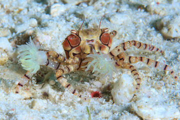 Cangrejo boxeador / Lybia tessellata
