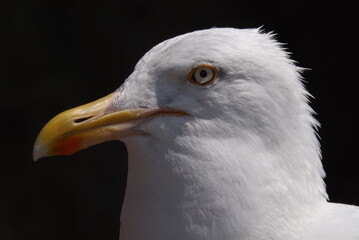 portrait of a seagull