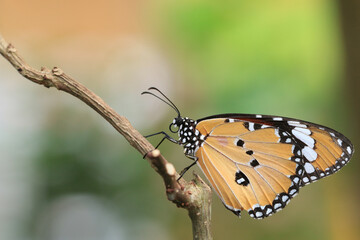 Common Tiger(Indian Monarch,Orange Tiger) butterfly sitting on the branch in the garden 