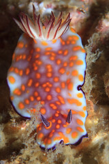 Nudibranquio