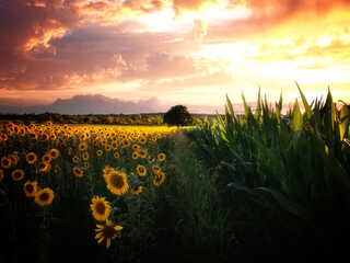 sunset over sunflower field