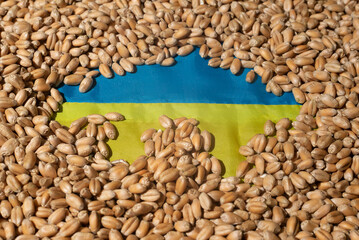 A fresh harvest of wheat in Ukraine. Ukrainian flag on freshly harvested grain