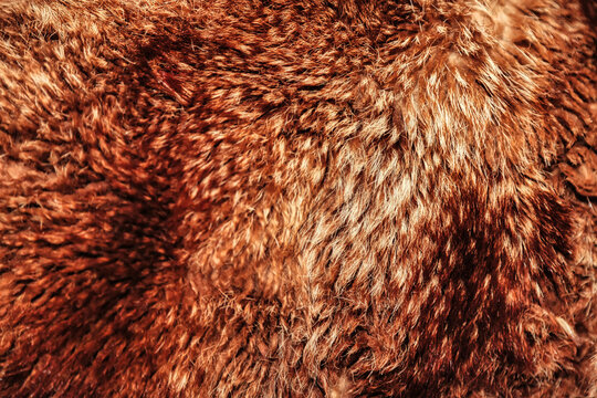 Close-up background bearskin full frame. Red brown bear fur natural skin