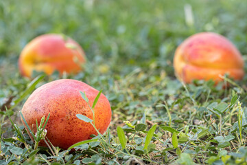 Fresh apricots fallen on the grass ready for eating