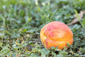 Fresh apricots fallen on the grass ready for eating