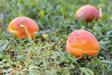 Fresh apricots fallen on the grass ready for eating
