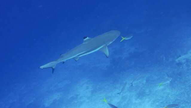 Blacktip reef shark swimming in a current and hunting over coral reef