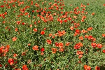 Mohnblumenfeld quer