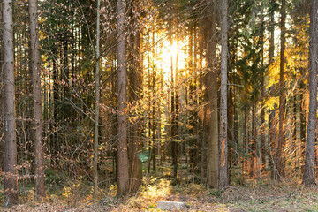 Beautiful orange sunlight passing through the forest. Gentle sunset in the wood, golden hour. 