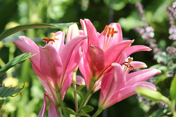Lilien in pink © Ivonne Berz