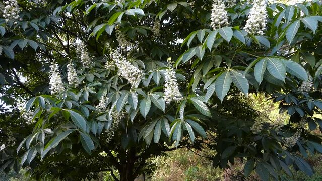 A shot of horse chestnut tree in full bloom with flowers, Aesculus species called buckeye