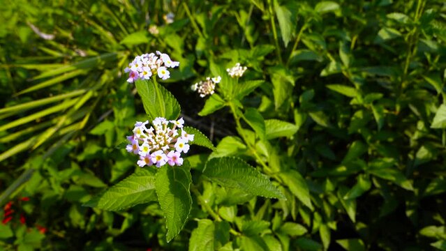 Flower and seeds of Lantana camara ,common lantana is a species of flowering plant within the verbena family Verbenaceae, native to the American tropics. India