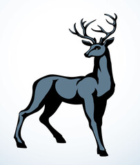 Beautiful noble deer. Vector drawing