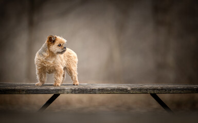 Small senior shorkie dog in the outdoors looking to the right  - obrazy, fototapety, plakaty