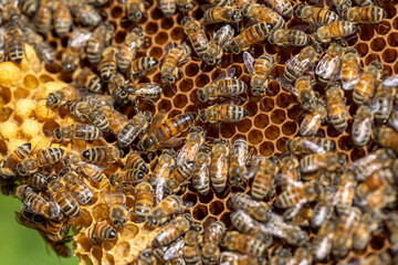 bees on honeycomb with queen bee