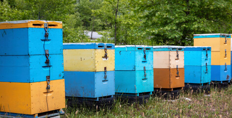 Bee hive in forest nature. Yellow and blue color wooden beehive in a row, beekeeping, forest honey