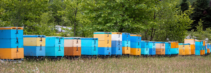 Bee hive in forest nature. Yellow and blue color wooden beehive in a row, beekeeping, forest honey