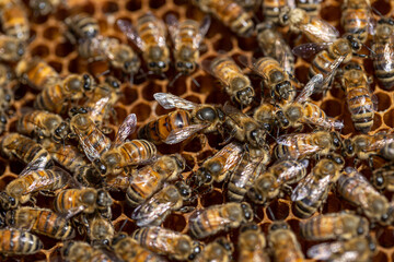 bees on honeycomb with queen bee