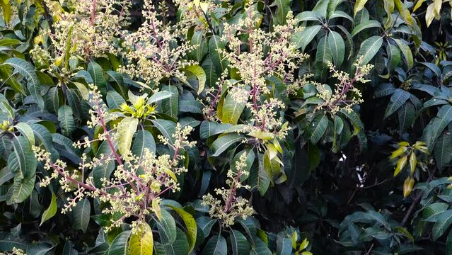 A close up shot of mango tree fruit sprouts and flowers. Mangifera indica commonly known as mango. A shot of fruit bearing tree with small mangoes and its flowers.