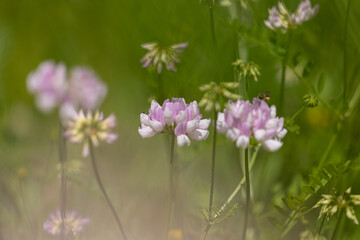clover  in a field