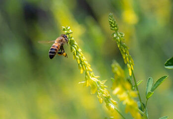 Honey bee with pollen sacs flying to yellow flower