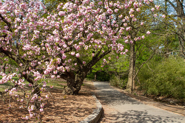 Pathway in a park surrounded by cherry blossoms