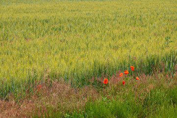 Summer, Sun, field, flowers, country, 