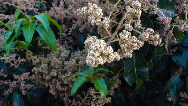 A close up shot of mango tree fruit sprouts and flowers. Mangifera indica commonly known as mango. A shot of fruit bearing tree with small mangoes and its flowers.