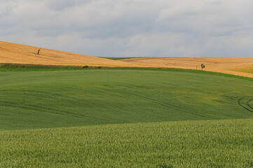 Summer, Sun, field, flowers, country, 