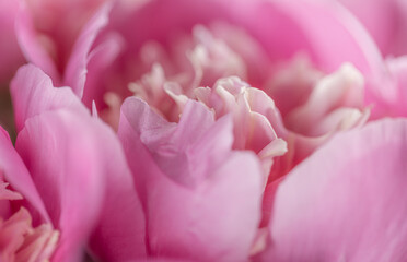 close up of Pink Peony flower petals