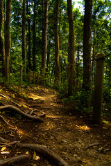 展望台へ通じる散歩道