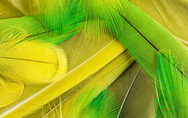 close up focus stack of yellow and green feathers