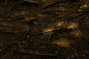 展望台へ通じる散歩道