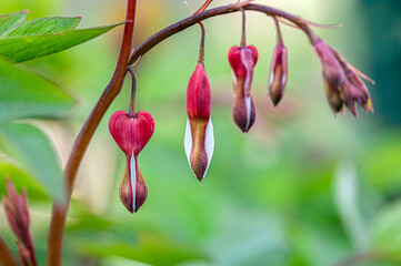 Red Bleeding hearts