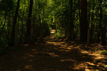 展望台へ通じる散歩道