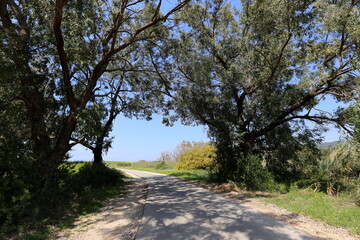 Obraz premium Mimosa blooms along a road in northern Israel
