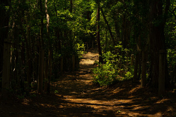 Fototapeta premium 展望台へ通じる散歩道