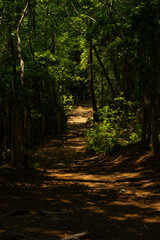 Obraz premium 展望台へ通じる散歩道