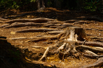 展望台へ通じる散歩道