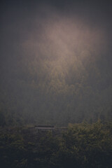 fog over the forest - bench - doom - dark color 