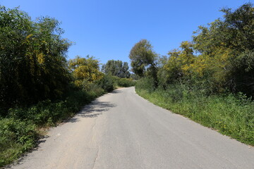 Mimosa blooms along a road in northern Israel