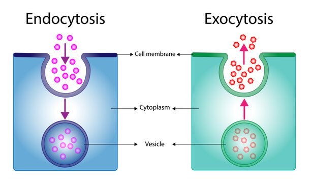Difference between exocytosis and endocytosis.  cellular transport of molecules into and from the cell. Vector illustration. Scientific diagram