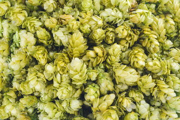Fresh green hops.  Texture. Background. Close-up.