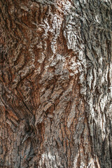 Mulberry bark. Tree bark texture. Old Wood Tree Texture Background Pattern. Relief texture of the brown bark of a tree