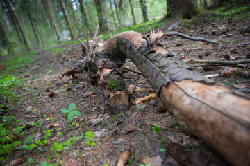 Fallen tree trunk close-up and cones