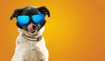 Fototapeta na wymiar A funny dog dressed sunglasses on the yellow or illuminating background. Summer holidays concept. A mongrel dog sunbathes.